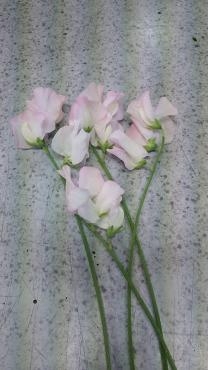 可愛くて・・いい香り・・｜「竹花園花店」　（岐阜県羽島市の花キューピット加盟店 花屋）のブログ