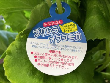 羽島の花屋さんのつぶやき・・・・プリムラ|「竹花園花店」　（岐阜県羽島市の花屋）のブログ