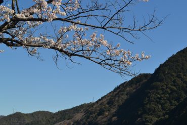 羽島の花屋さんのつぶやき・・・・春！！来たね。|「竹花園花店」　（岐阜県羽島市の花屋）のブログ